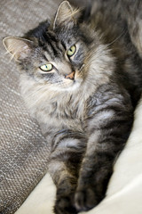 Katze
