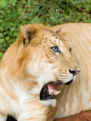 hybrid of the tiger-male and lionesses-females (Panthera tigreo)