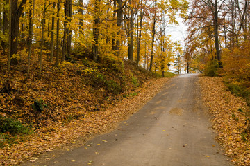 Obraz premium An inclined road surrounded by autumn foliage.