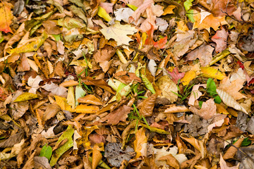 Fallen autumn leaves and grass cover the ground
