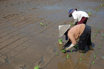 planting paddies