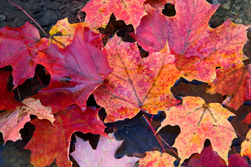 fallen maple leaves in autumn