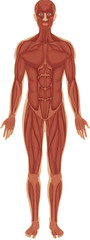 Muscular system