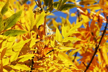 Autumn scene