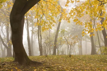 Gordijnen Park in the foggy autumn morning © Farmer
