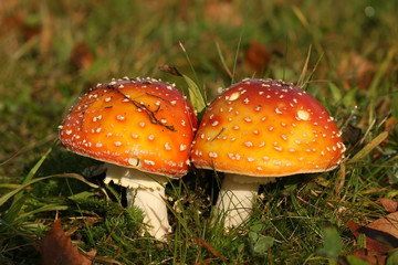 Autumn scene: two toadstools