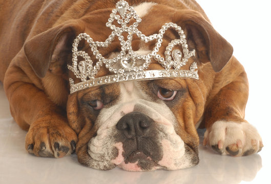english bulldog wearing diamond studded tiara