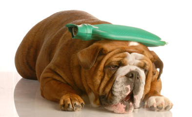english bulldog with  hot water bottle - suffer a migraine