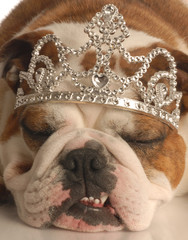 english bulldog wearing princess crown or tiara © Willee Cole