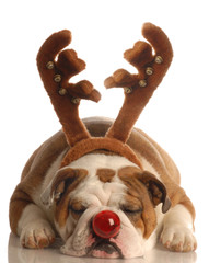 english bulldog dressed as rudolph the red nosed reindeer