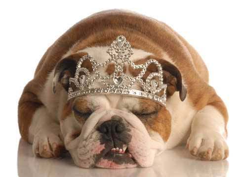 english bulldog wearing princess crown or tiara