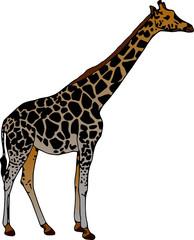 Vector - giraffe  isolated on white background