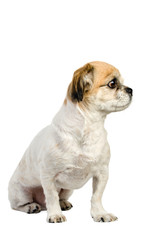 Obraz premium purebred pekingese dog on white