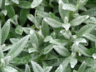 Rosée sur corbeille d'argent