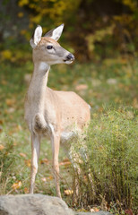 yearling whitetail deer on a rock in autumn