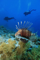 Lionfish and Scuba Divers