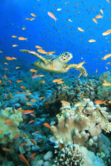 Hawksbill Turtle swims through cloud of Anthias