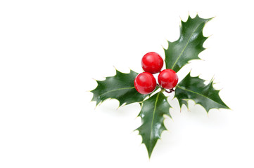 Sprig of European holly isolated on white