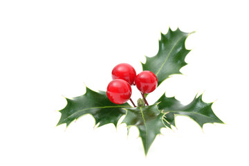Sprig of European holly isolated on white