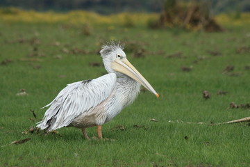 A white pelican standing in a grass river bank.