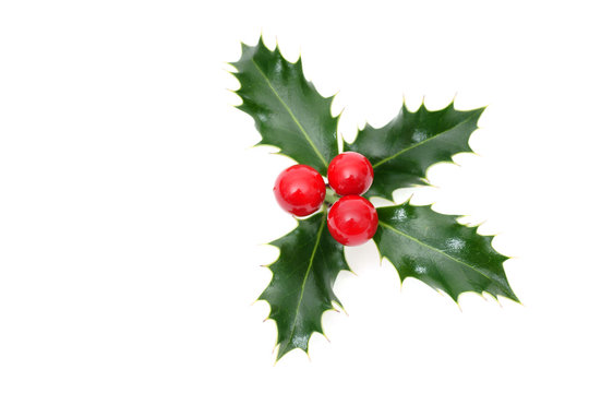Sprig of European holly isolated on white