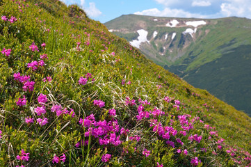 Obraz premium Pink rhododendron flowers on summer mountainside