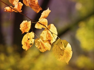 Obraz premium Autumn leaves, very shallow focus