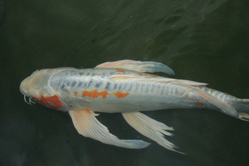 Koi