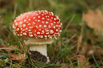 Toadstool