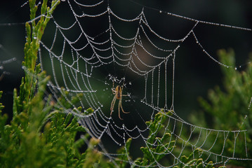 Spinnennetz - cobweb 06