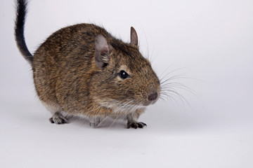 Degu