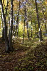 In the autumn, sunny, beech, colorful forest