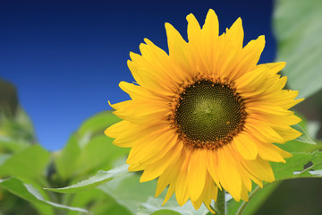 Obraz premium beautiful sunflower with green leaves