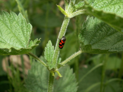 cercope sanguinolent