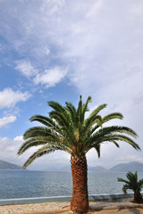 Tropical palm tree at the coast