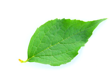 leaf