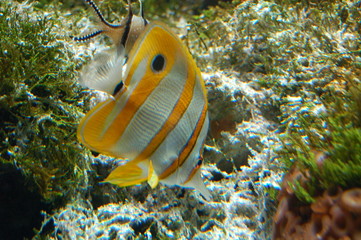 faune tropicale