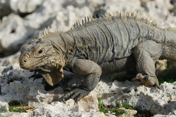 Iguana of Caribbean Islands, Cayo Largo del Sur, Cuba