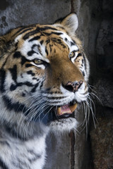 tiger portrait wich open mouth