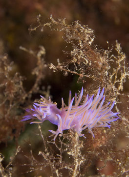 nudibranquio