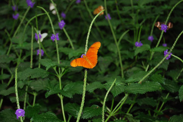 orange dryas iulia butterfly in meadow
