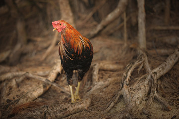 Image Of a Wild rooster On Kauai