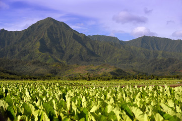 Beautiful Image of the ancient Taro fields of Kauai