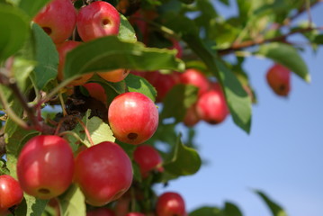 zierapfel