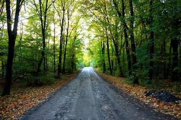 Naklejka premium allee