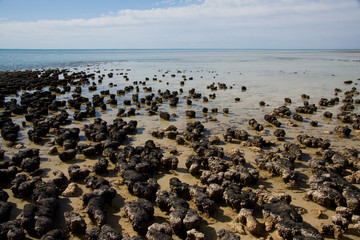 Fototapeta na wymiar Stromatolites