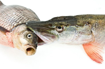 fich,carp and pike