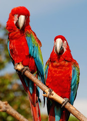Two parrots on one branch, sitting together looking into camera