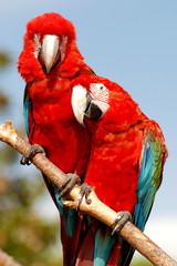 Two macaw parrots sitting together on a branch
