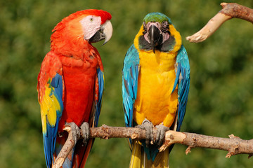 Two lovely macaws parrots sitting on a branch
